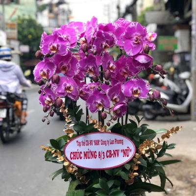 L1020 Lan Hồ Điệp hồng đột biến - Love Like Never Before