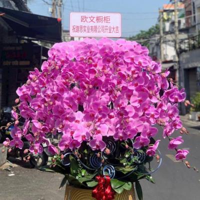 L1021 Lan Hồ Điệp hồng - Still Silently Following You