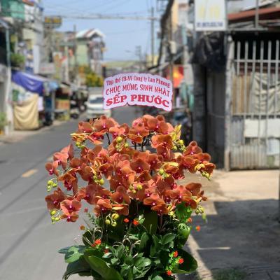 L1022 Lan Hồ Điệp cam - You Will Found Your Way