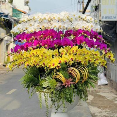 L1023 Lan Hồ Điệp kết hợp - Having You Near Me