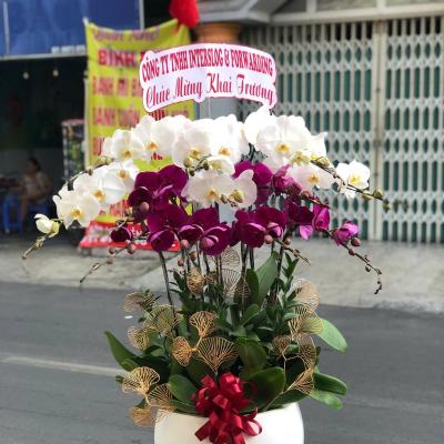 L1024 Lan Hồ Điệp kết hợp - Lovely Moment In Your Mind