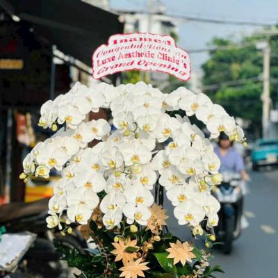 L1025 Lan Hồ Điệp trắng - Say That You Love Me