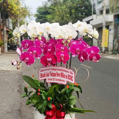 L1026 Lan Hồ Điệp kết hợp - Sealed With A Kiss