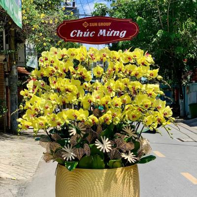 L1028 Lan Hồ Điệp vàng - Girl You Are My Love