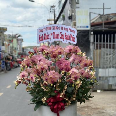 L1029 Lan Hồ Điệp cam - Say You'll Be Mine