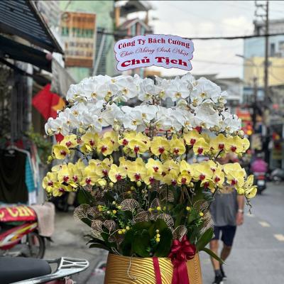 L1031 Lan Hồ Điệp kết hợp - Attached And Inseparable