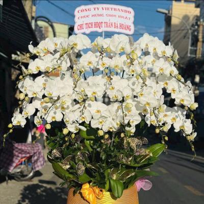 L1020 Lan Hồ Điệp trắng - Love Like Never Before