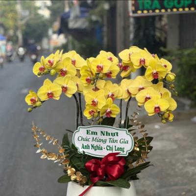 L1022 Lan Hồ Điệp vàng - You Will Found Your Way
