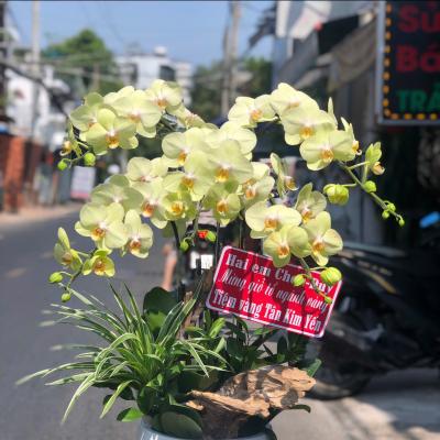 L1025 Lan Hồ Điệp xanh bơ - Say That You Love Me