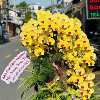 L1029 Lan Hồ Điệp vàng - Say You'll Be Mine