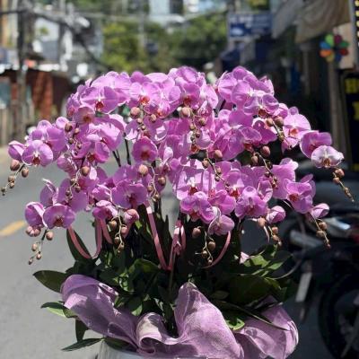 L1029 Lan Hồ Điệp hồng - Say You'll Be Mine